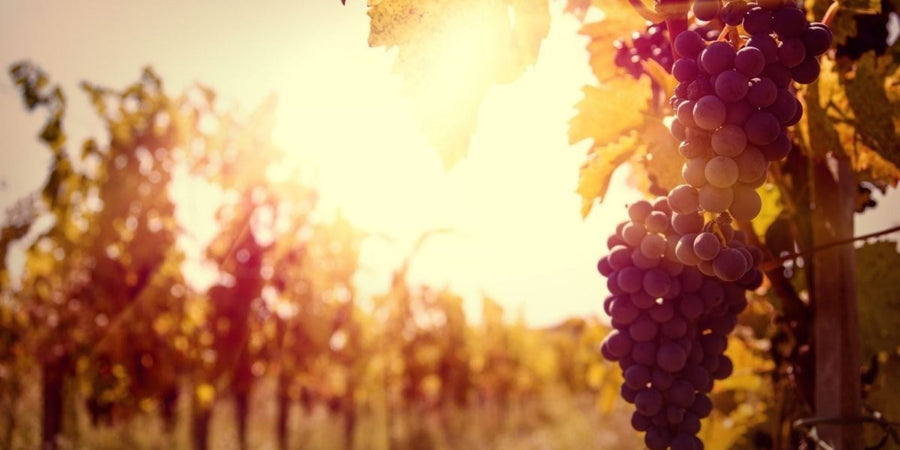 Wineries & Vineyards